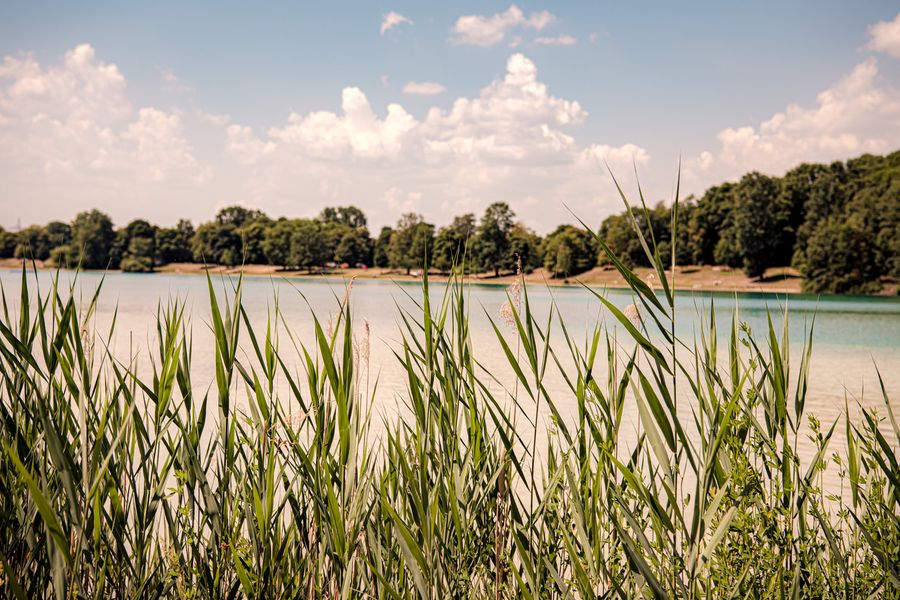 Blick durch das Schilf auf den türkisfarbenen Karlsfelder See
