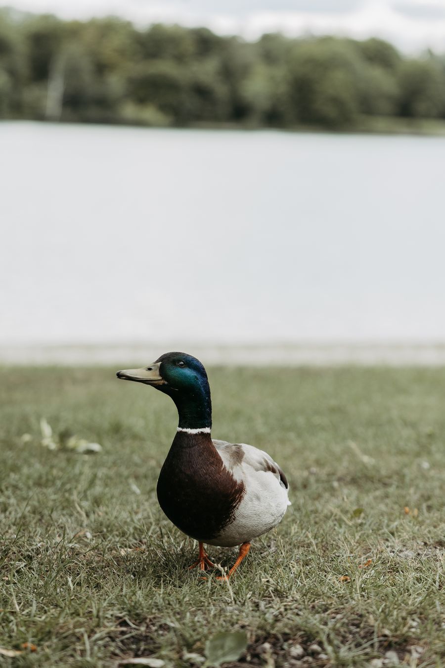 Ente am Ufer des Karlsfelder Sees – Naturkulisse der Hochzeitslocation
